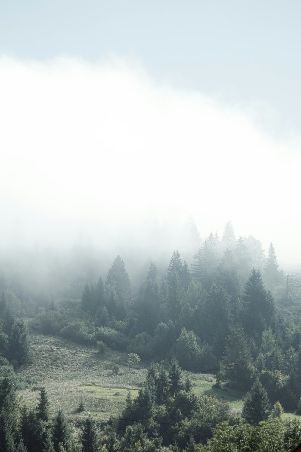 green pine trees on foggy weather