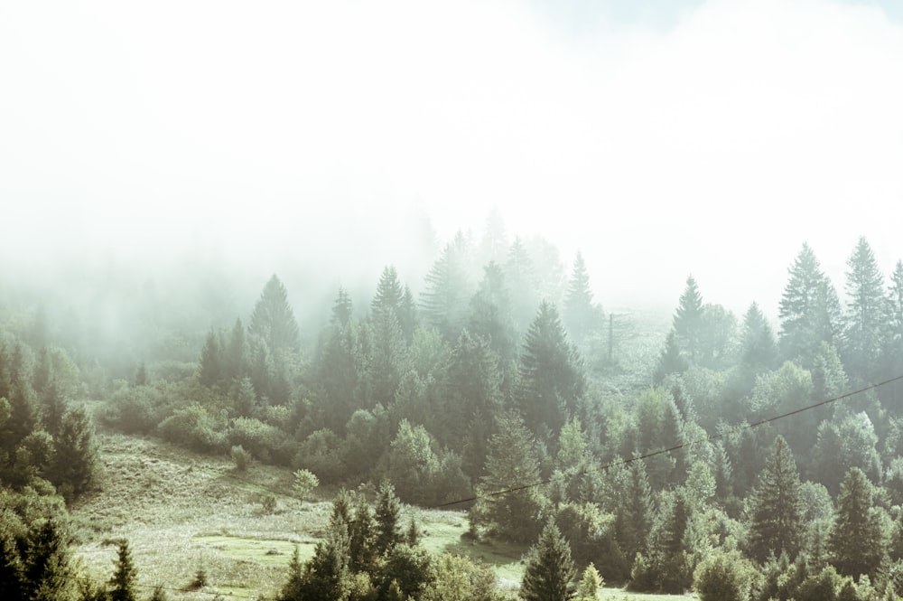 green pine trees on brown field during daytime