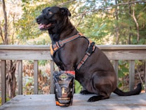 A black dog wearing an orange and black harness is sitting on a wooden deck. In front of the dog, there is a package of dog biscuits labeled '99% Pure CBD' on the table. The background shows a lush, green, forested area, indicating a peaceful outdoor setting.