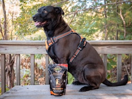 A black dog wearing an orange and black harness is sitting on a wooden deck. In front of the dog, there is a package of dog biscuits labeled '99% Pure CBD' on the table. The background shows a lush, green, forested area, indicating a peaceful outdoor setting.