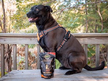A black dog wearing an orange and black harness is sitting on a wooden deck. In front of the dog, there is a package of dog biscuits labeled '99% Pure CBD' on the table. The background shows a lush, green, forested area, indicating a peaceful outdoor setting.