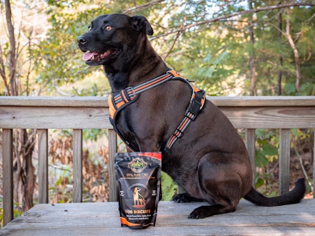 A black dog wearing an orange and black harness is sitting on a wooden deck. In front of the dog, there is a package of dog biscuits labeled '99% Pure CBD' on the table. The background shows a lush, green, forested area, indicating a peaceful outdoor setting.