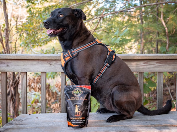 Enhancing Your Dog’s Life: Wellness Tips and Home Solutions