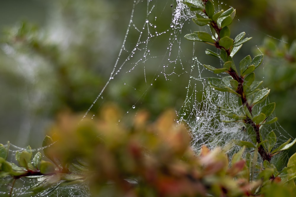 spider web on orange and yellow flowers