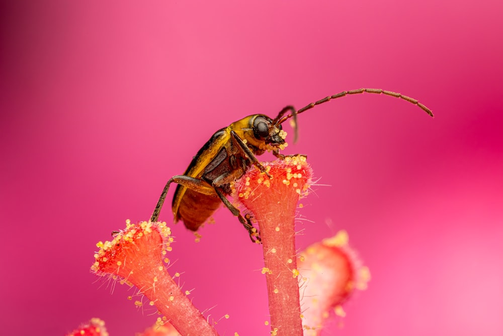 a close up of a bug on a flower