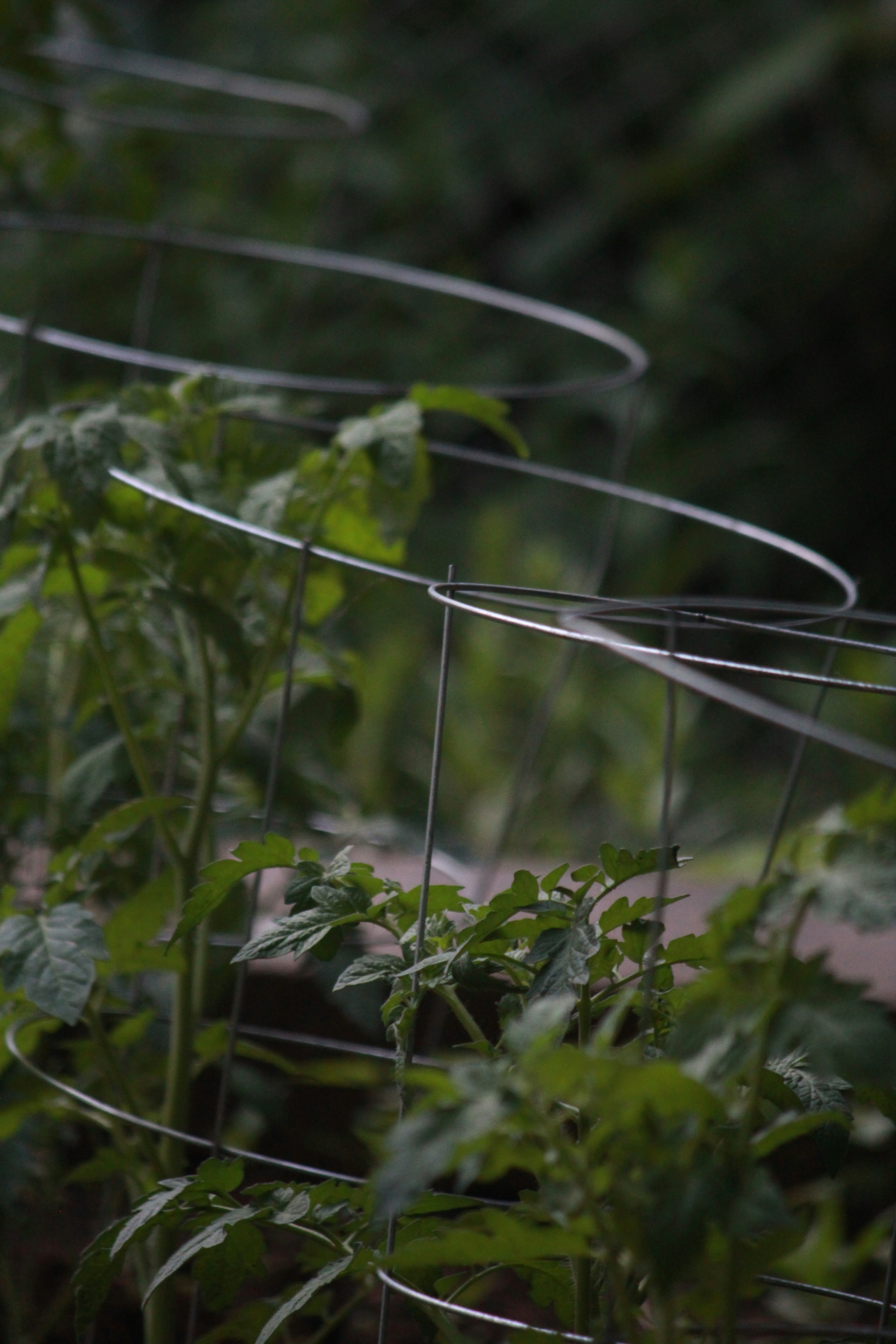 Wire tomato cage around a young plant, one way how to stake tomatoes