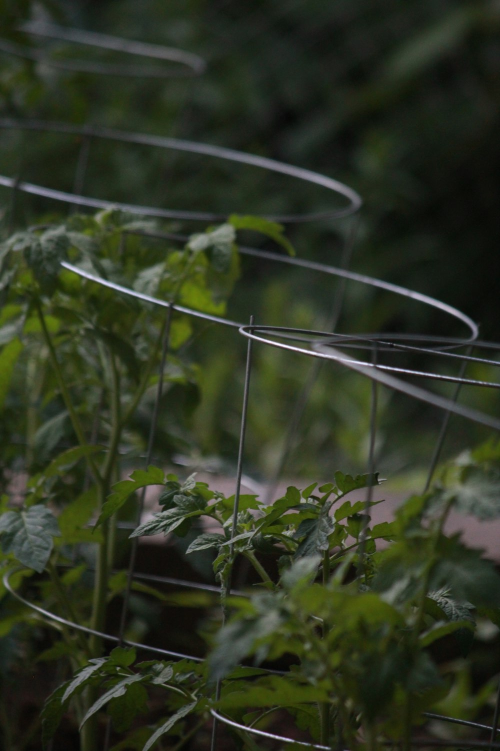 green plant with white string