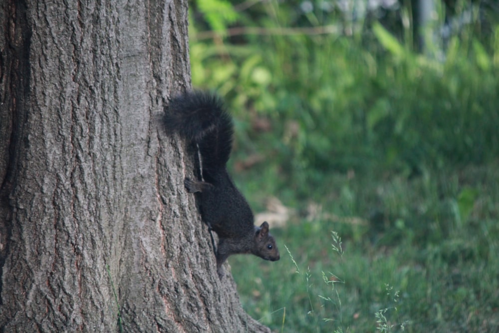 brown squirrel on brown tree trunk during daytime