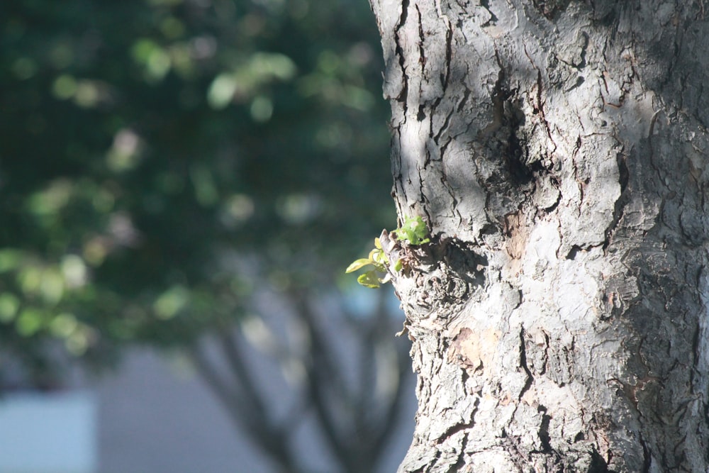 green plant on brown tree trunk