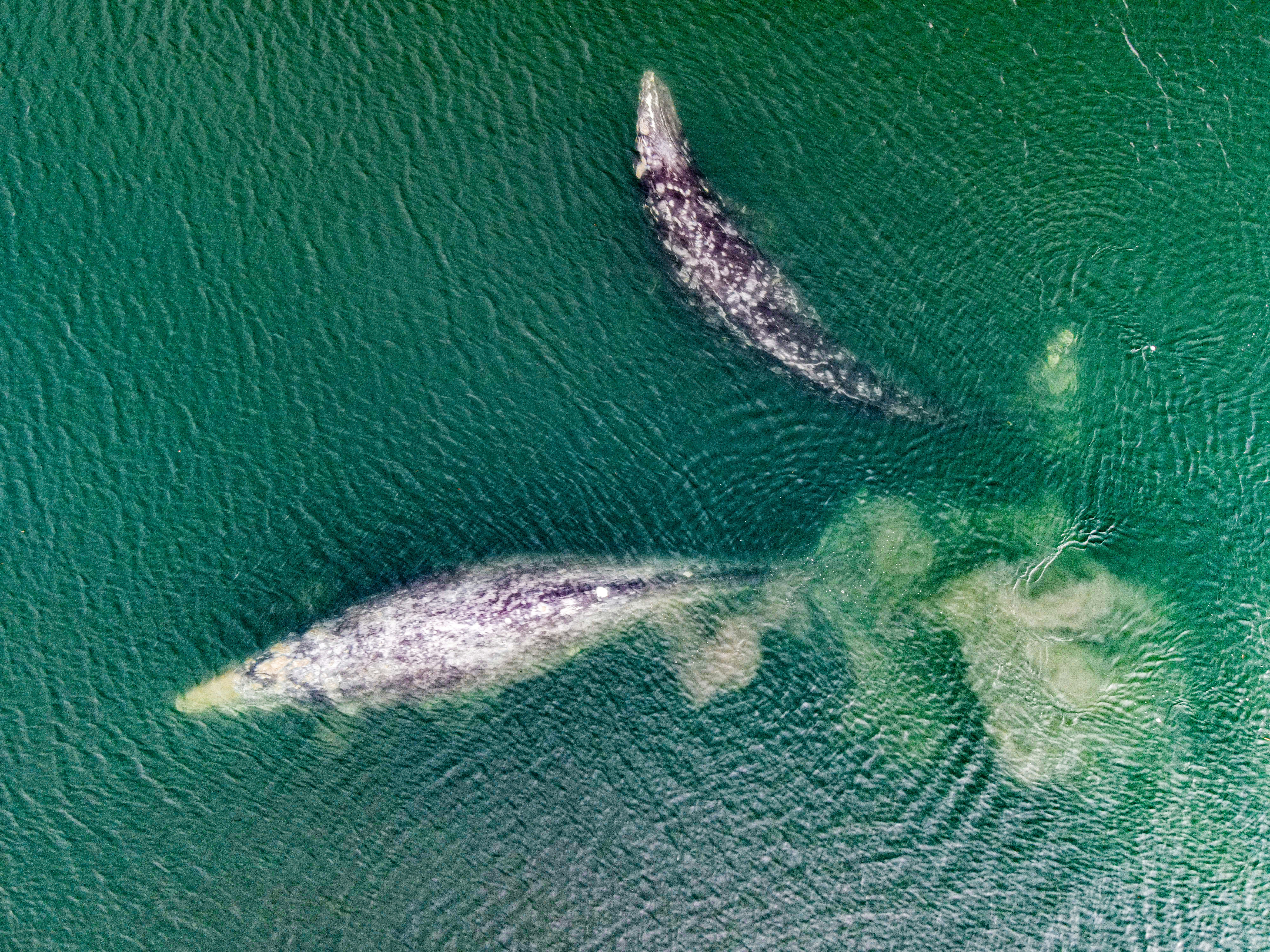 Cultural Significance: Whales in Indigenous Tradition (image credits: unsplash)