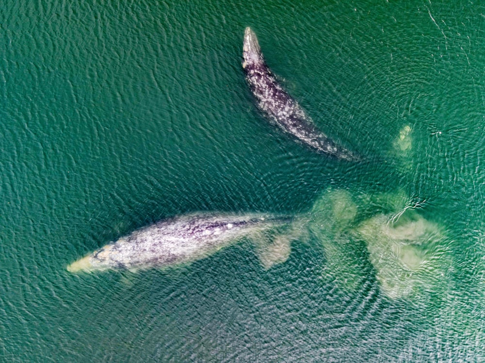 aerial view of green body of water during daytime