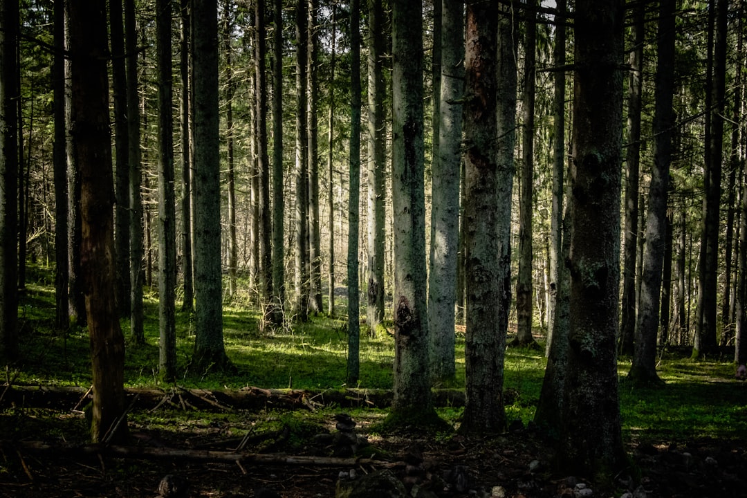 a forest filled with lots of tall trees,