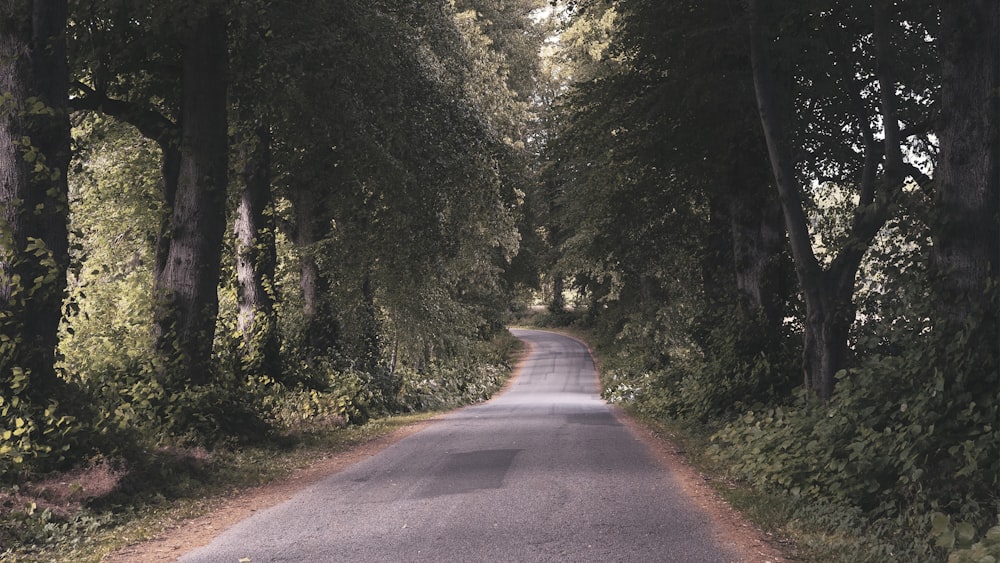 gray concrete road between green trees during daytime