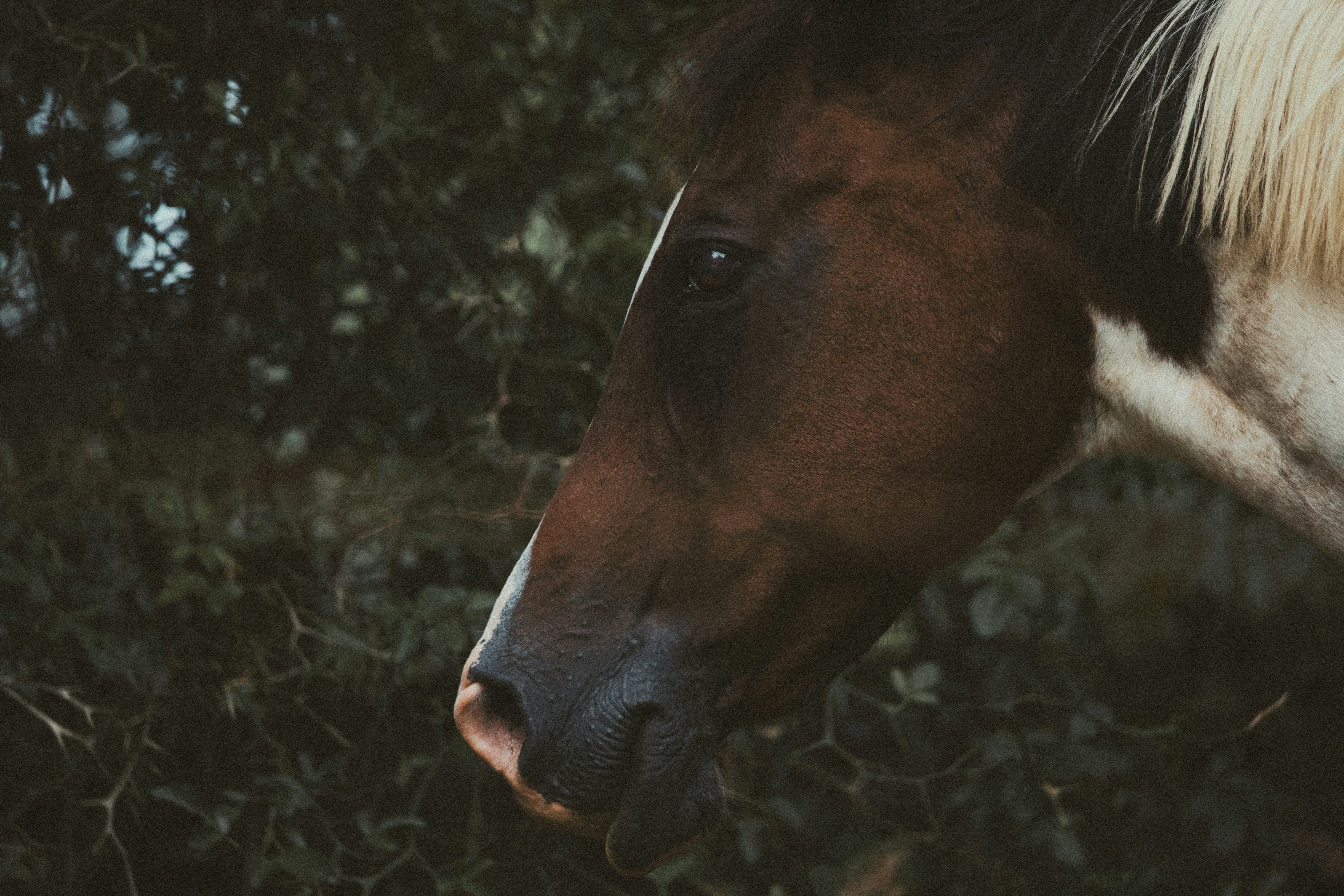 Photo by nicktrentham