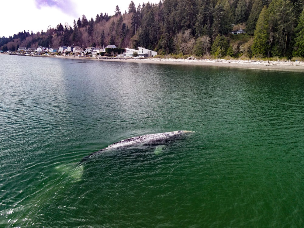 body of water near green trees during daytime