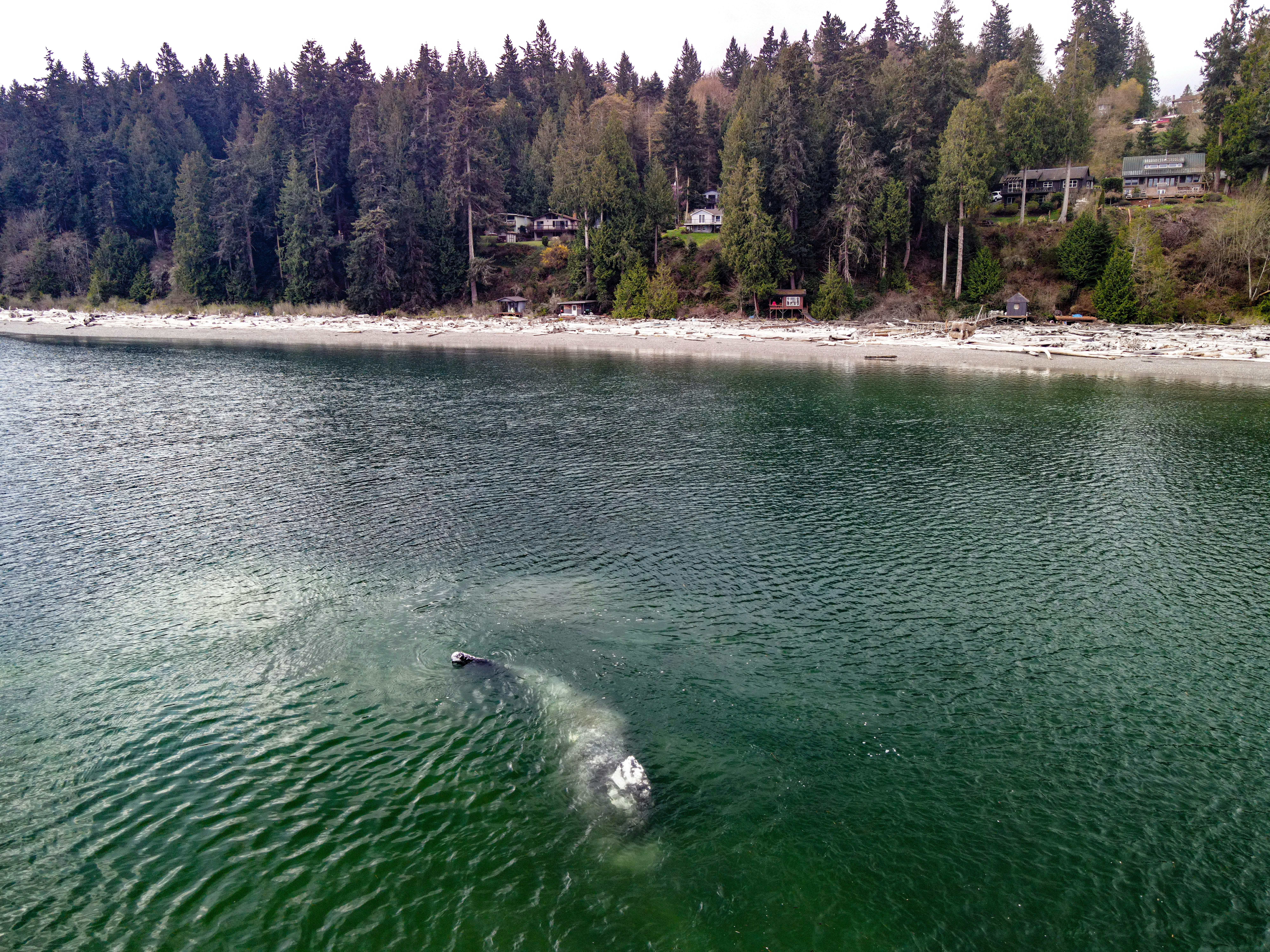 Gray whale feeding close to a forested shoreline