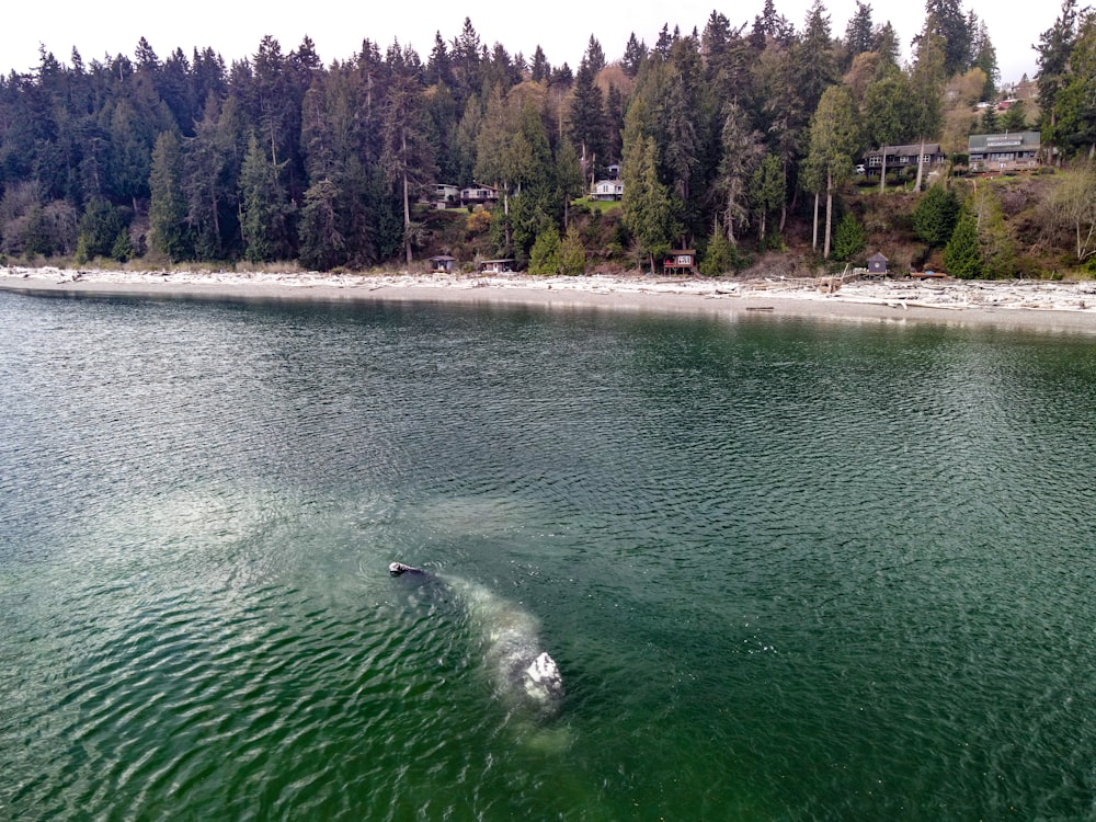 body of water near trees during daytime