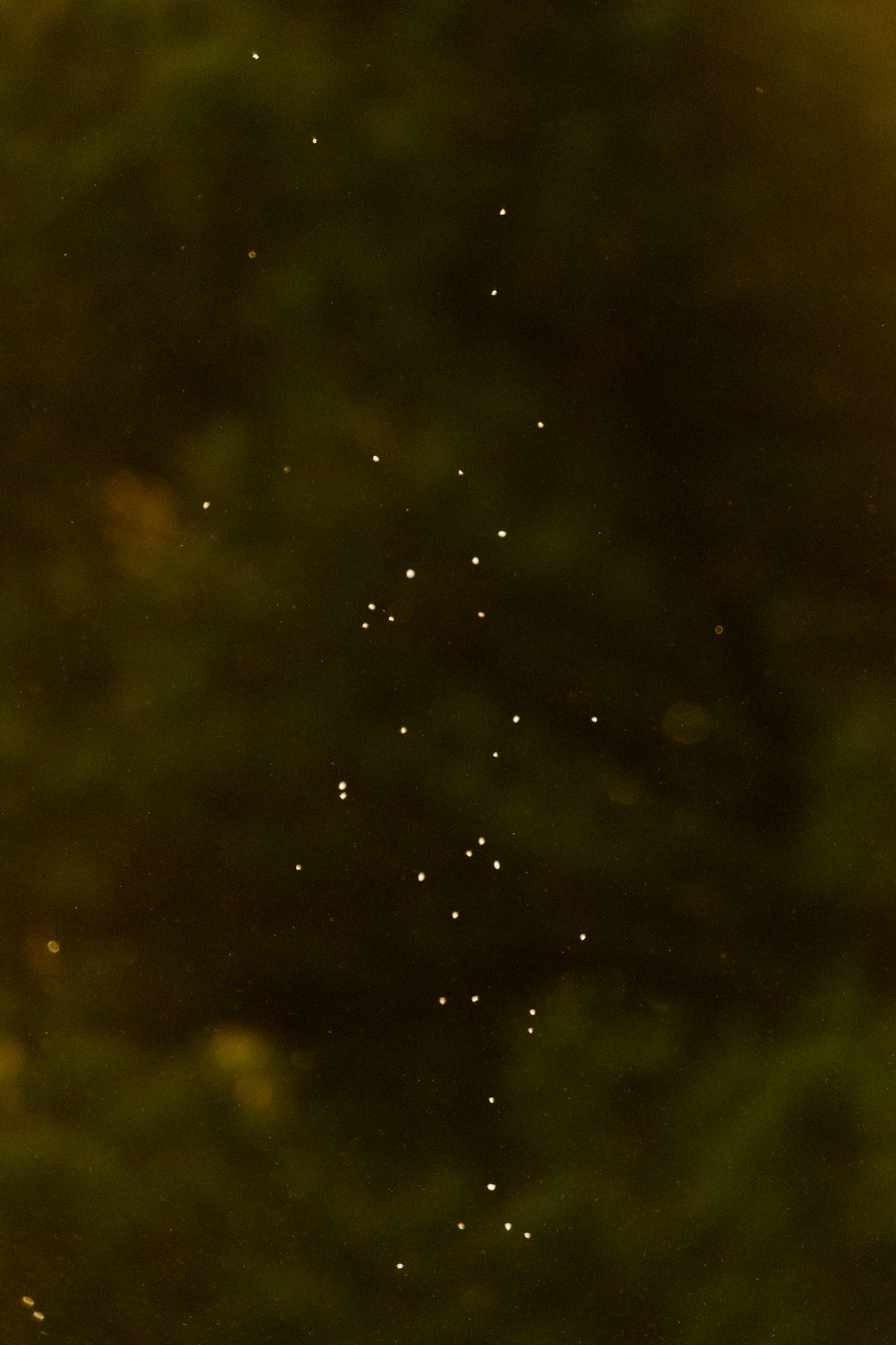 árvores verdes durante a noite