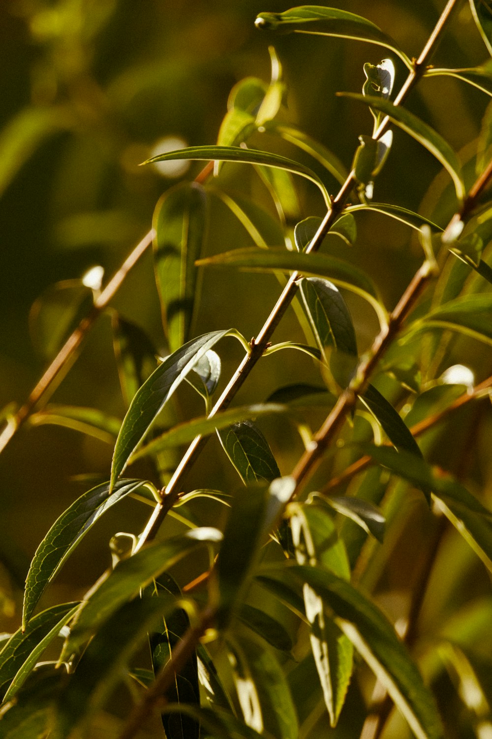 a close up of a plant with leaves