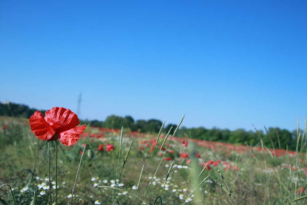 Flor roja en el campo durante el día