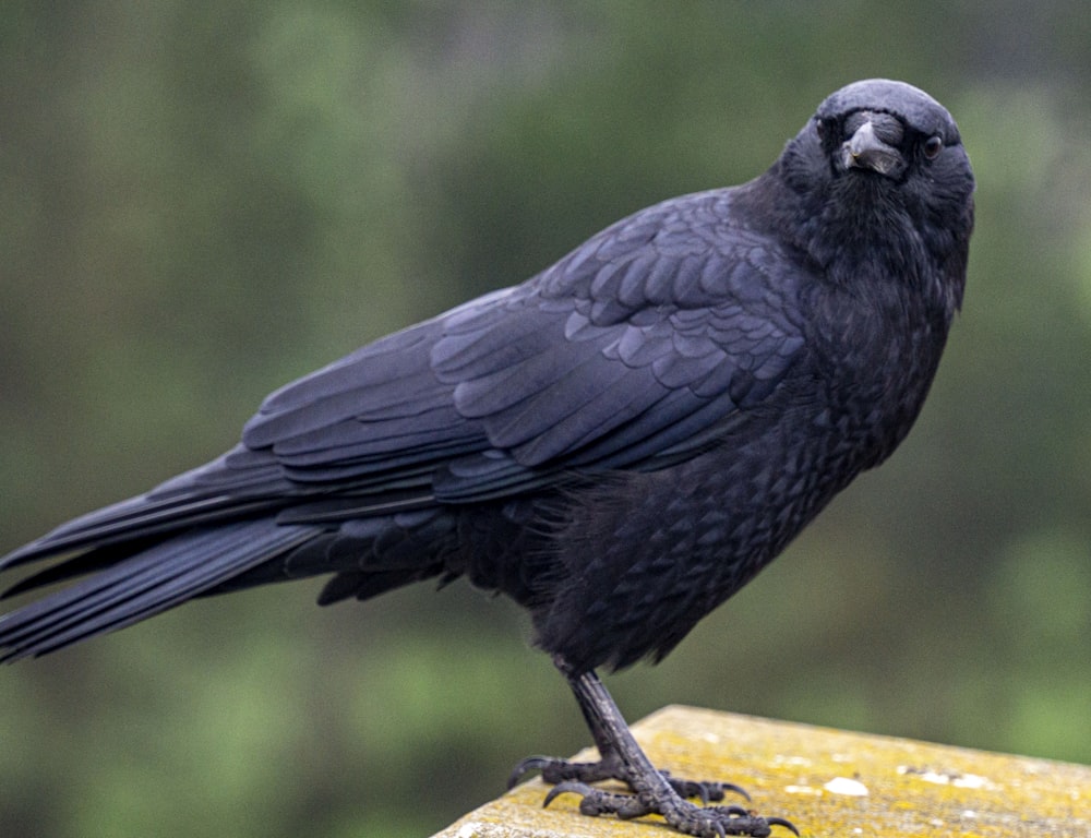 black bird on yellow and brown tree branch