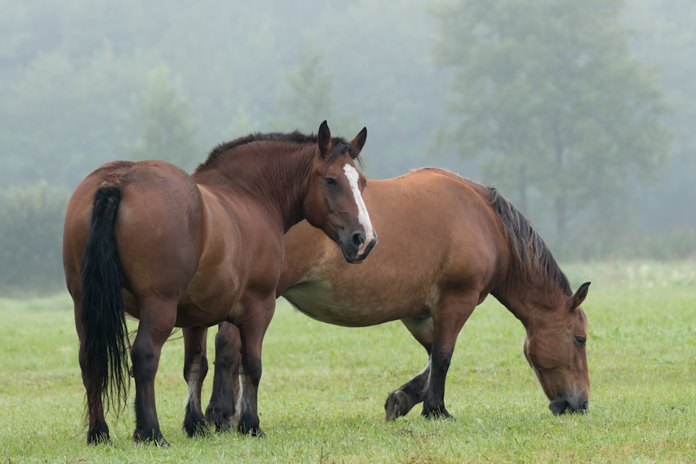 Braunes Pferd tagsüber auf grünem Rasen