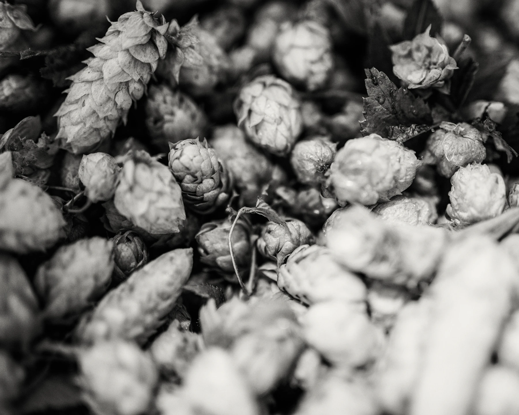 Black and white close-up of a heap of harvested hop cones