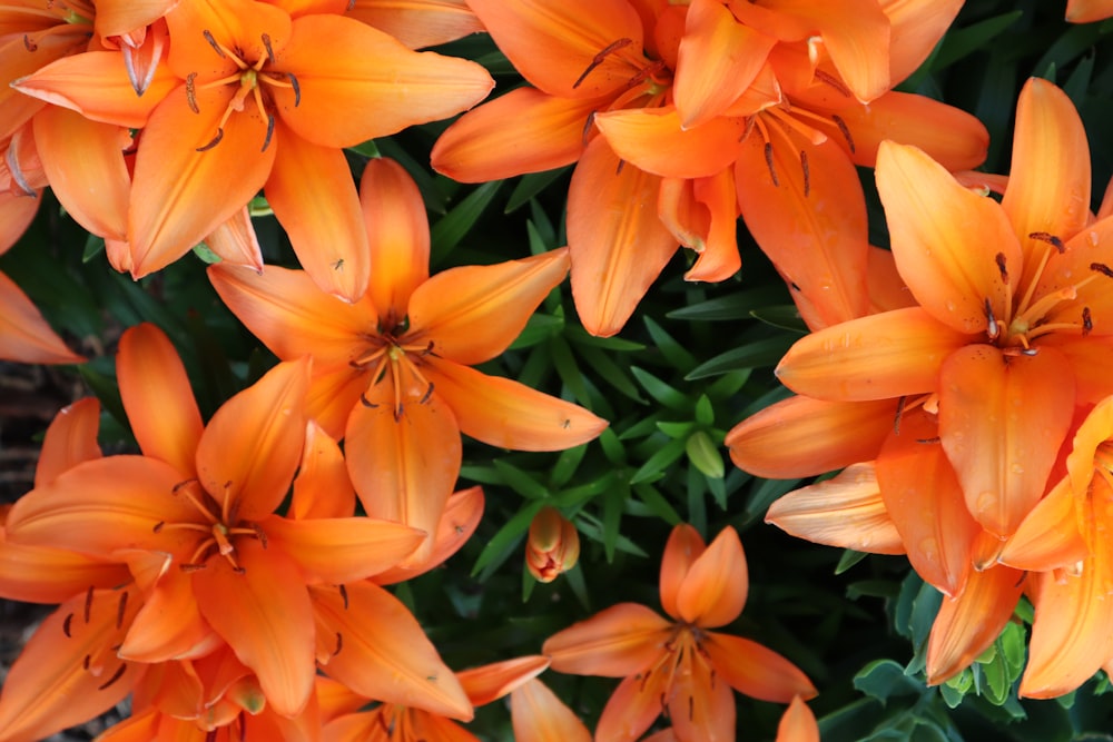 orange flowers with green leaves