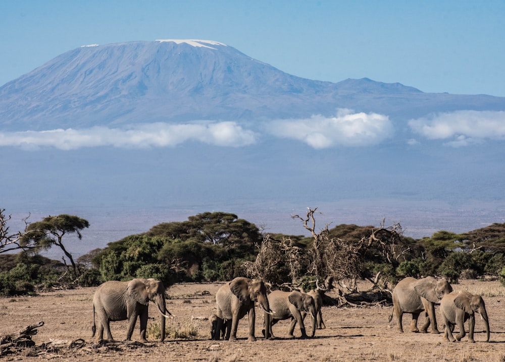 herd of elephant on brown field during daytime