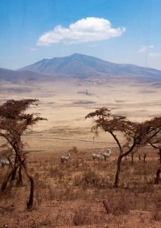 leafless tree on brown grass field during daytime