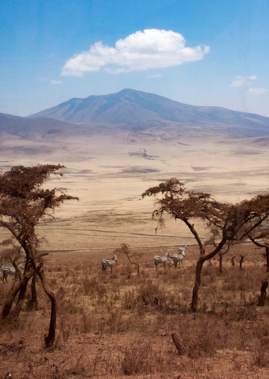 leafless tree on brown grass field during daytime
