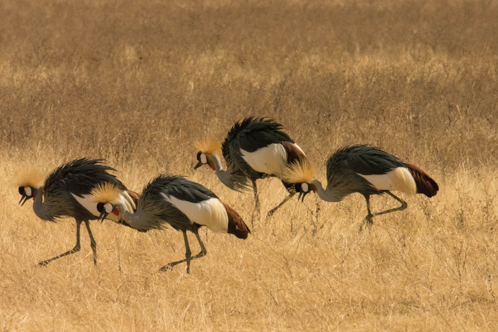 black and white birds on brown grass field during daytime