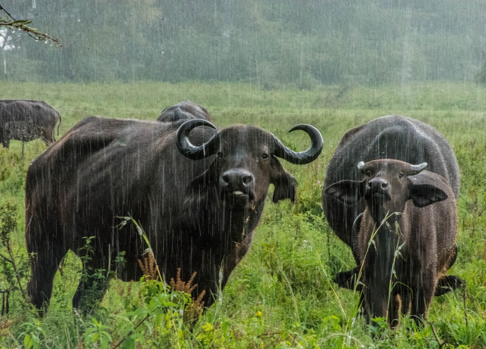 a herd of buffalo standing on top of a lush green field