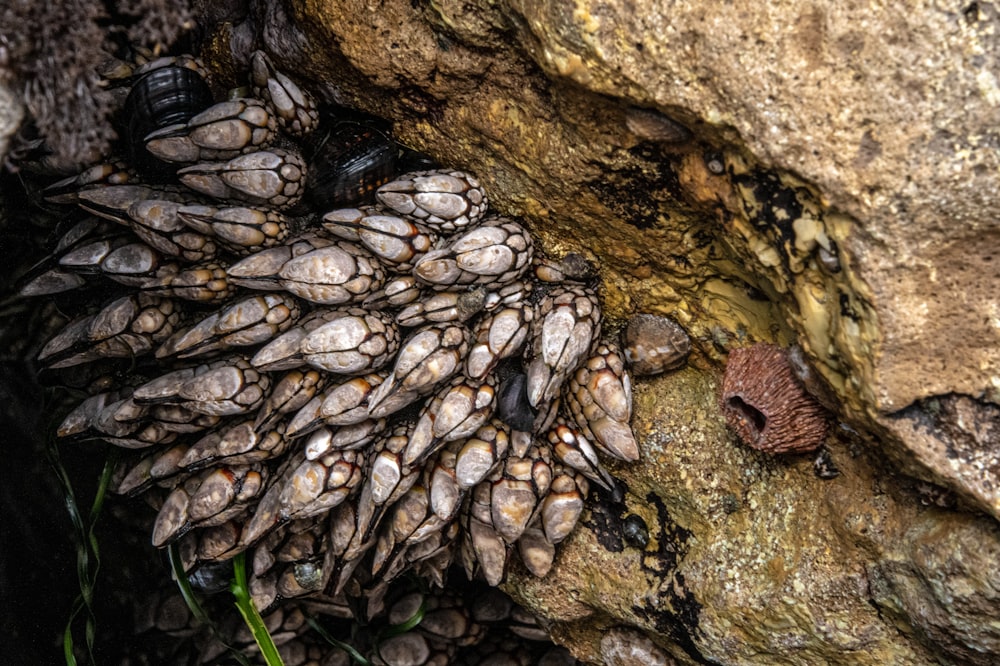 brown and gray stone on brown rock