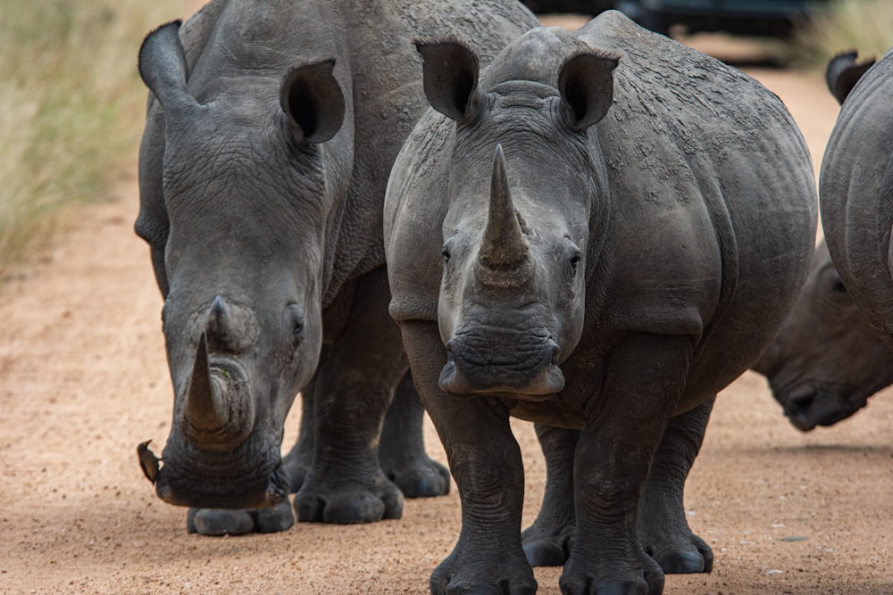 gray rhinoceros on brown sand during daytime