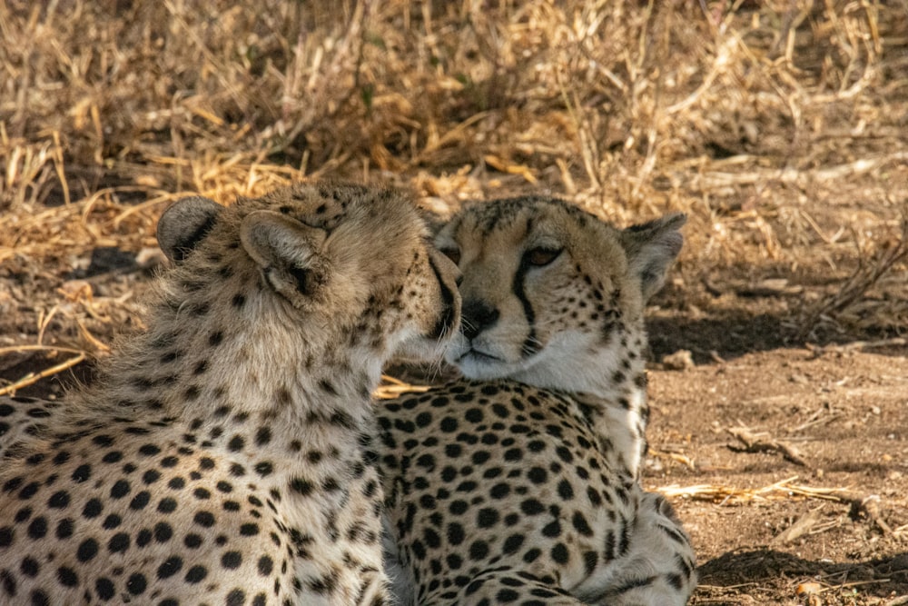 cheetah on brown grass field during daytime