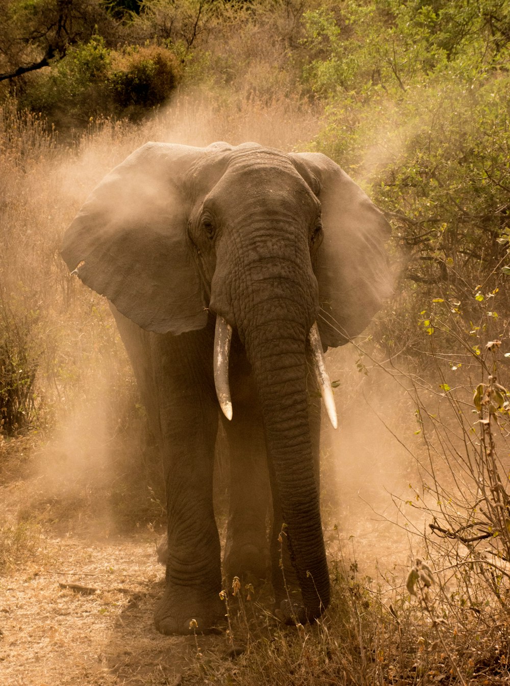 an elephant standing on a dirt road in the wild