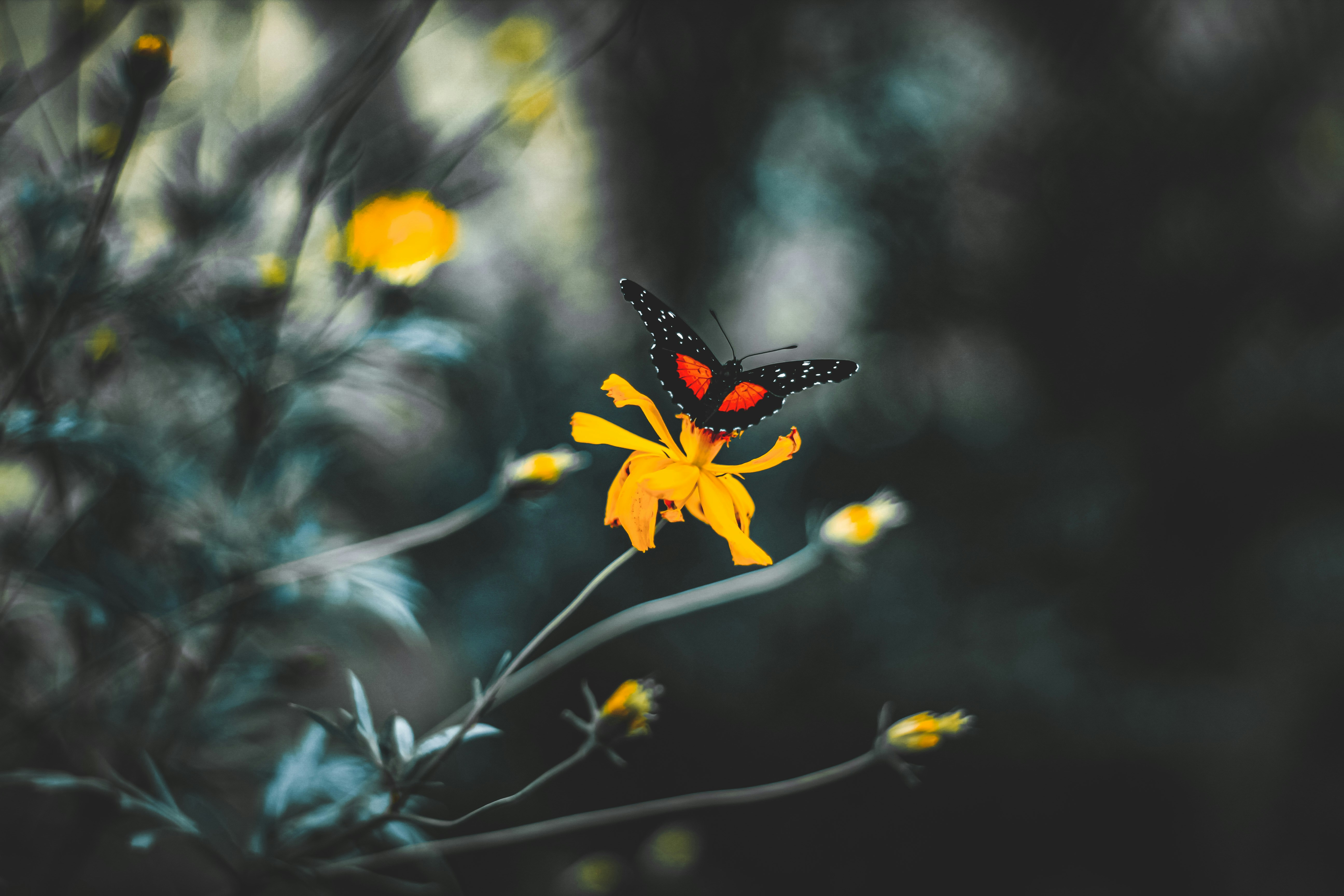 Photo by g411navas