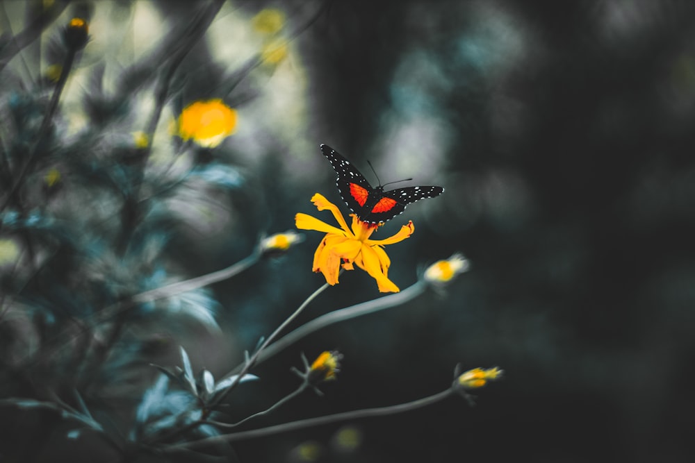 a red and black butterfly sitting on a yellow flower