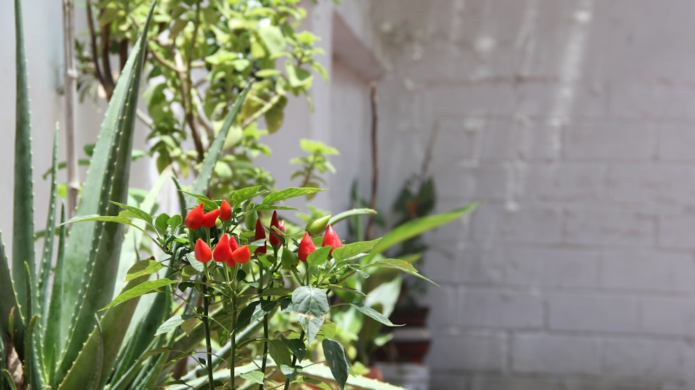 red flowers with green leaves