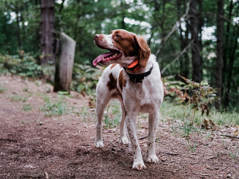 white and brown short coated dog on brown dirt road during daytime