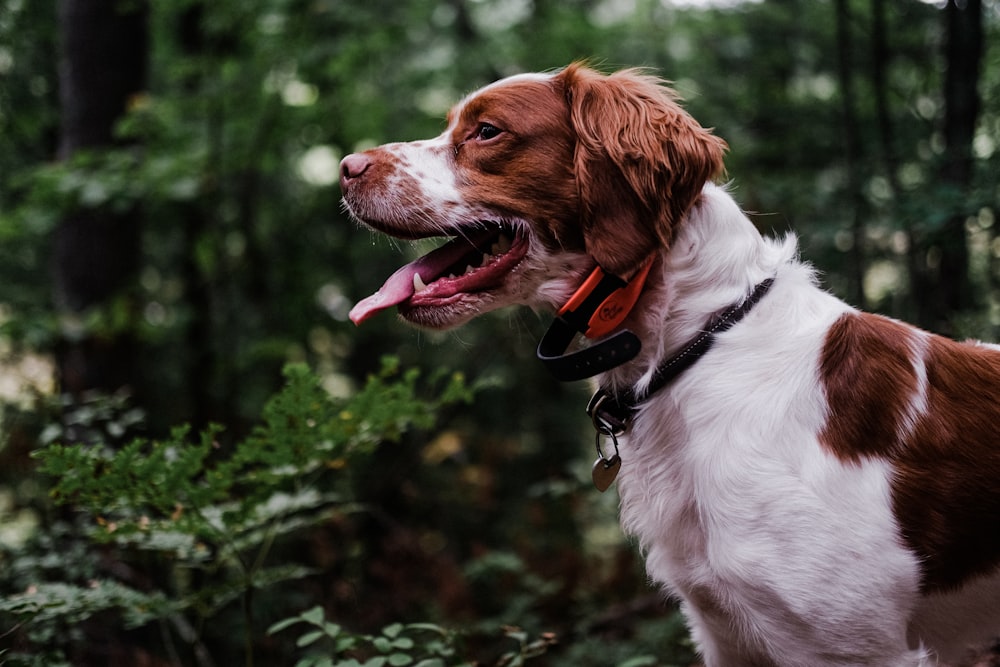 white and brown short coated dog