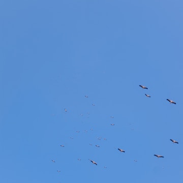 A clear blue sky with a formation of birds flying across. The birds are spaced out and appear to be migrating, stretching across the expanse of the sky.