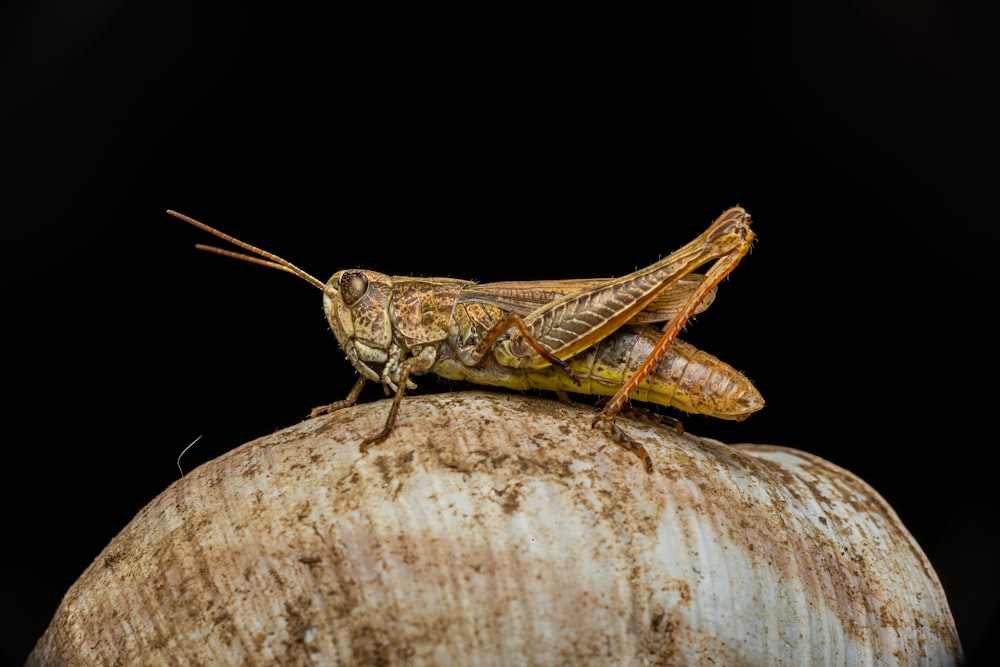 a close up of a grasshopper on a rock