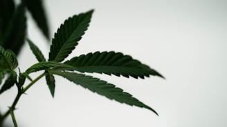 a close up of a green leaf on a plant