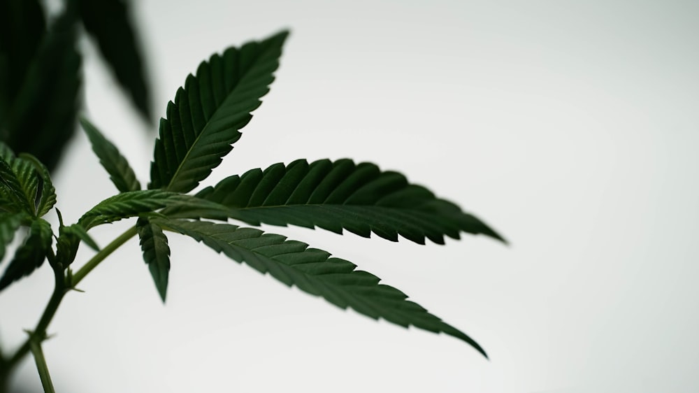 a close up of a green leaf on a plant