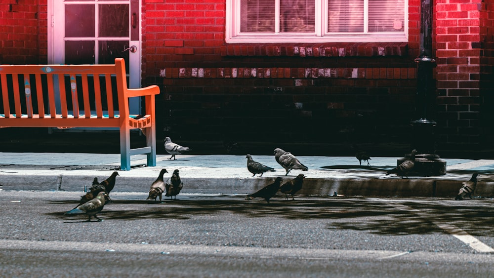 a bunch of birds that are standing in the street
