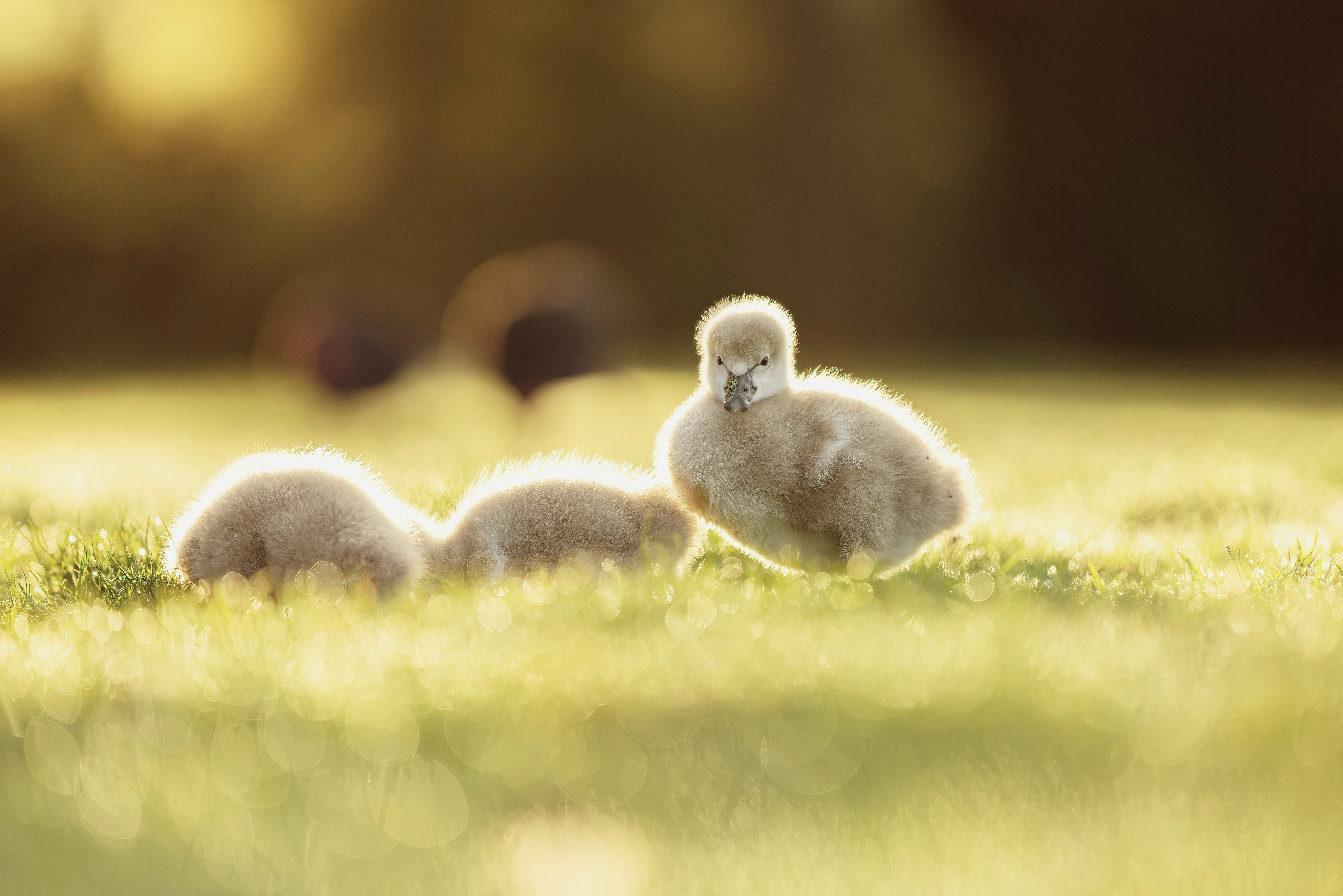 white ducklings on green grass during daytime
