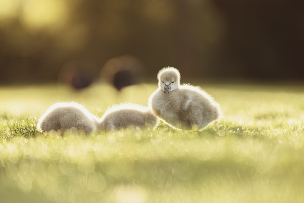 Patitos blancos en hierba verde durante el día