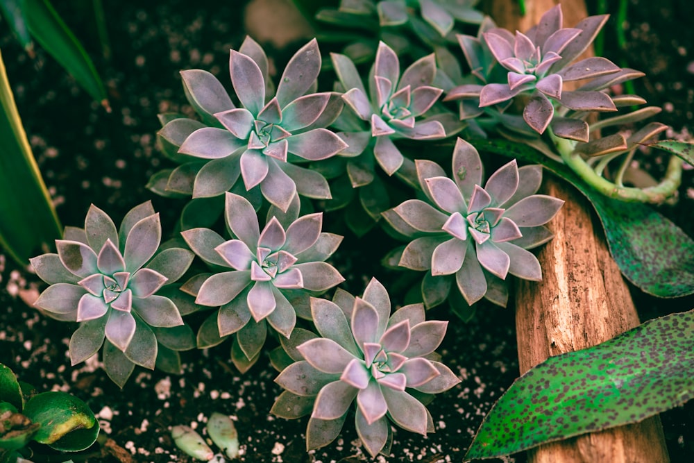 a group of plants that are sitting in the dirt